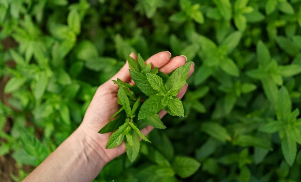 Stevia is a natural herb