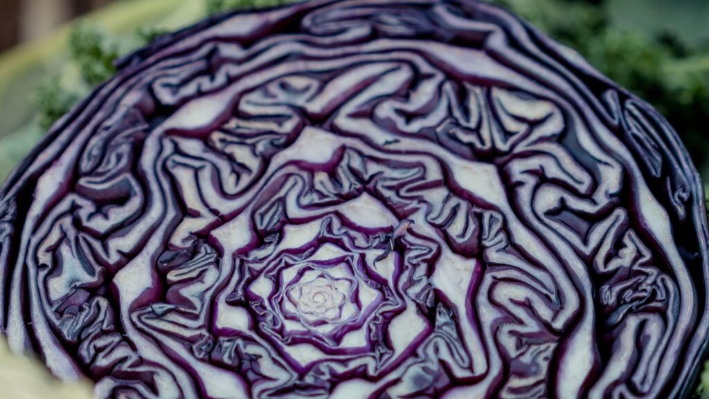 Red cabbage good source of antioxidant