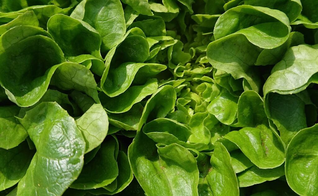 Spinach good food for antioxidant