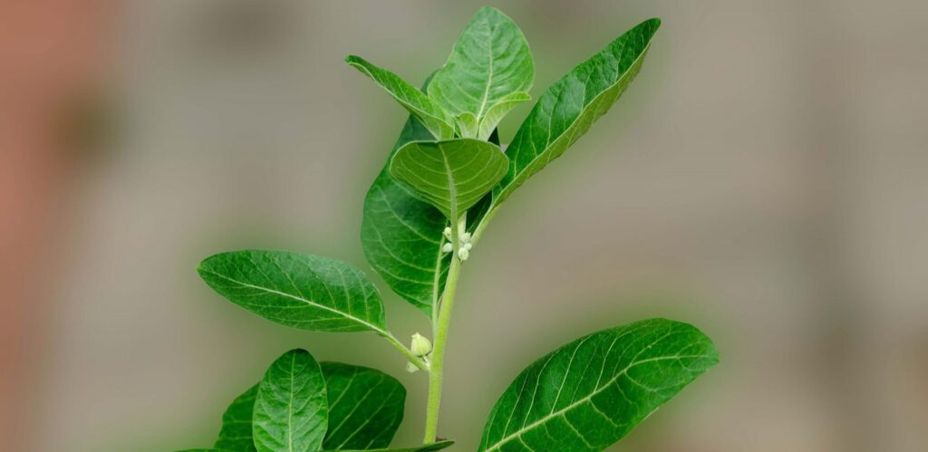 Ashwagandha herb good for health
