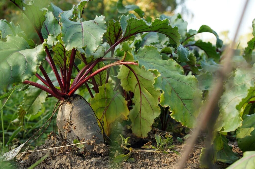 Root vegetables best for alkaline source