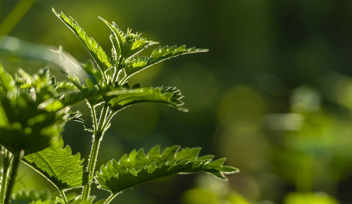 Stevia is a natural sweetener