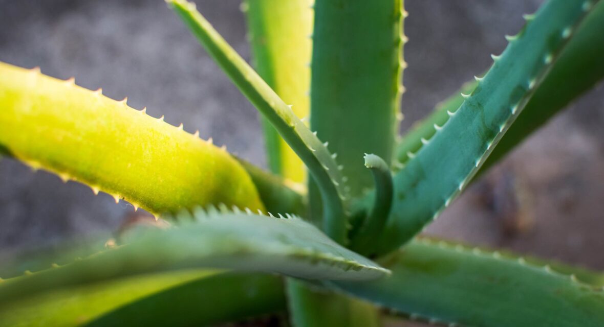 Aloe vera is good for health